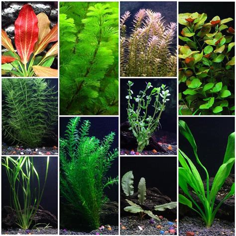 Top 10 Best Aquarium Plants For Betta Fish .